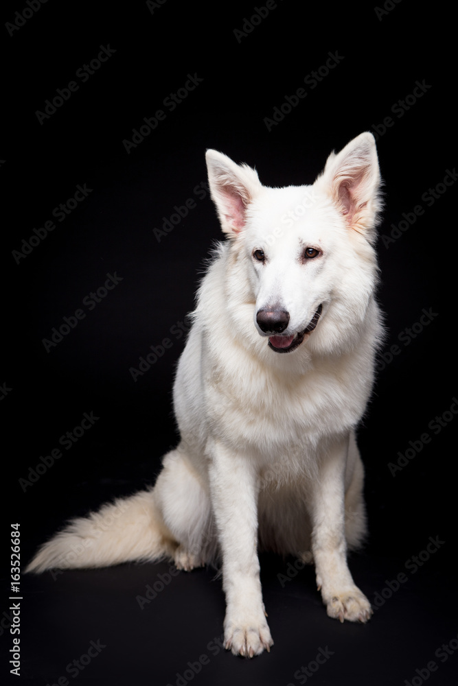  White Shepherd on the black background