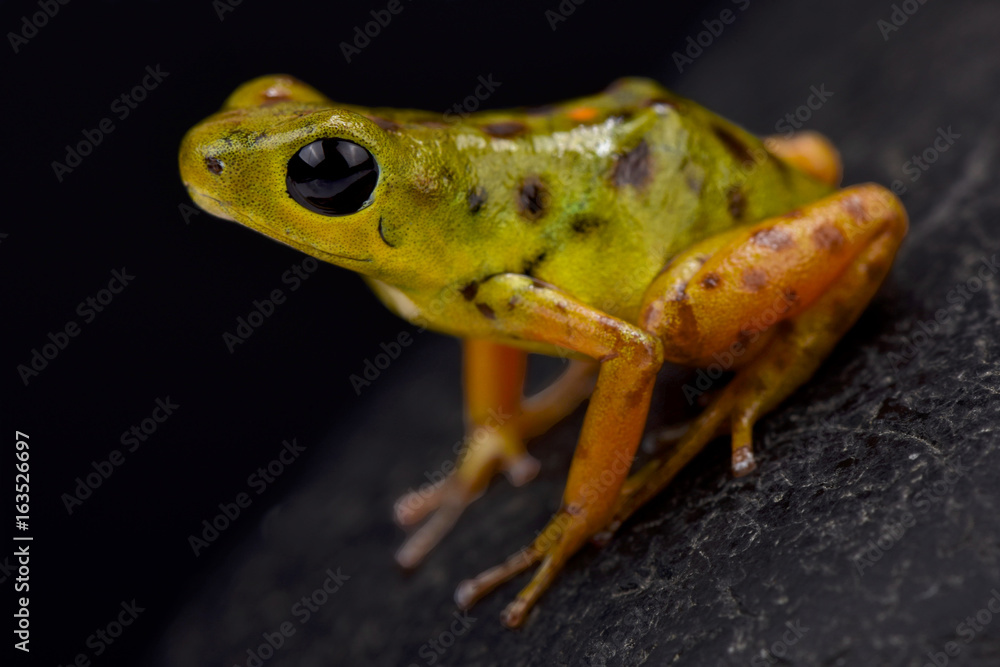 Naklejka premium Strawberry dart frog, Oophaga pumilio 