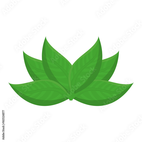 leaves icon over white background colorful design vector illustration