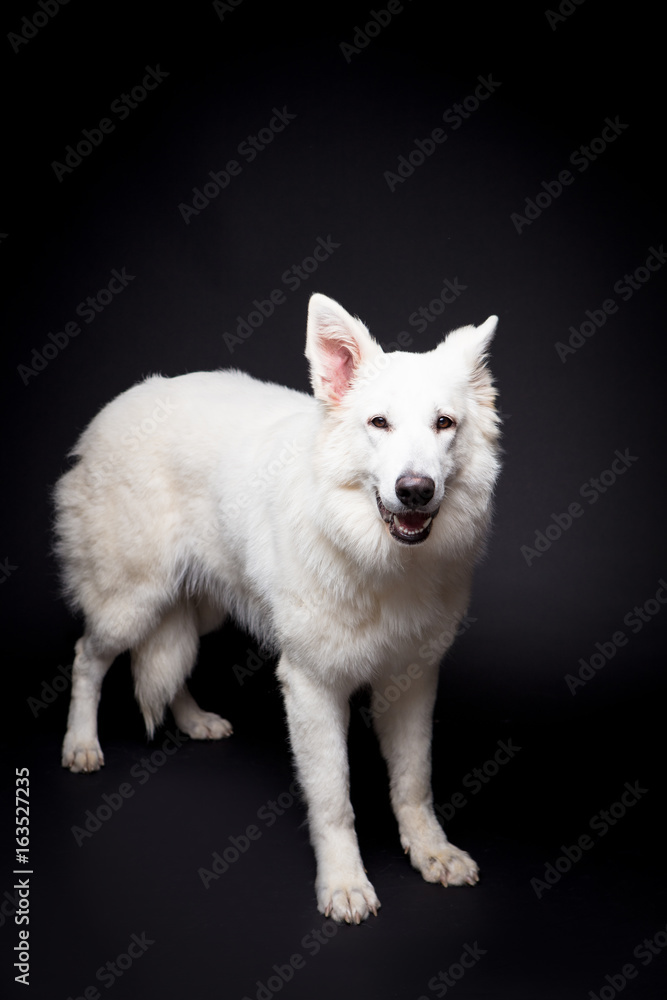 Obraz premium White Shepherd on the black background