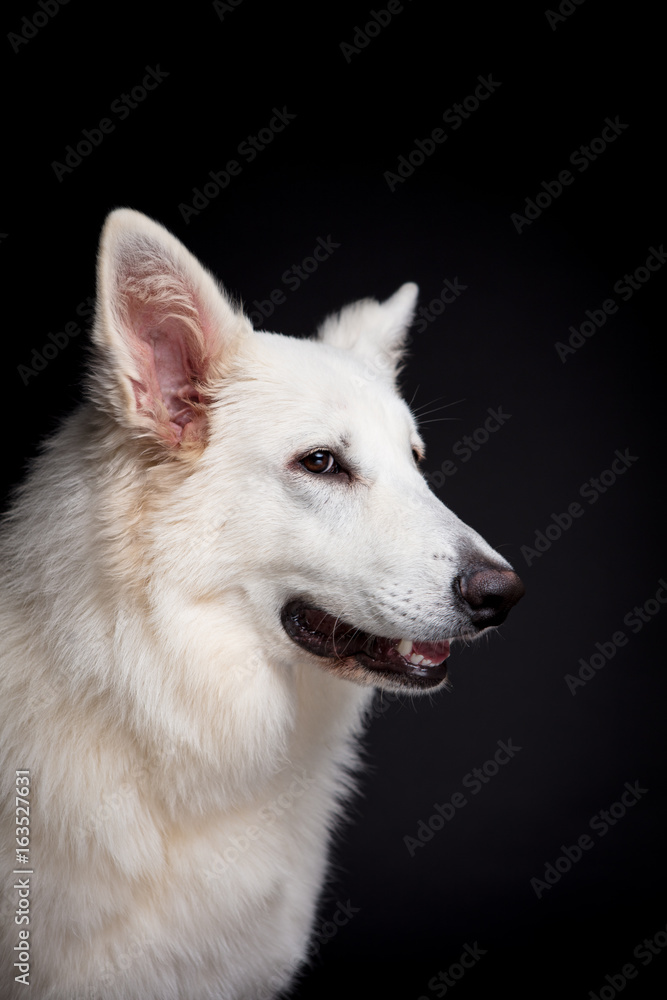 Obraz premium White Shepherd on the black background