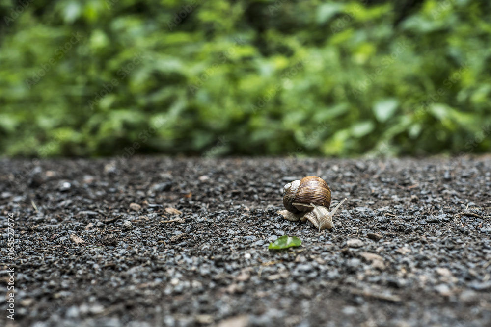 Burgundy snail Helix on the forest surface in natural environment macro close-up images nature focus depth Burgundy snail Helix on the forest surface in natural environment macro close-up images nature focus depth