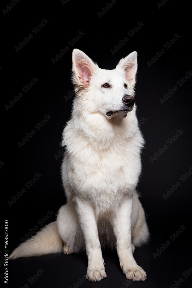 Obraz premium White Shepherd on the black background