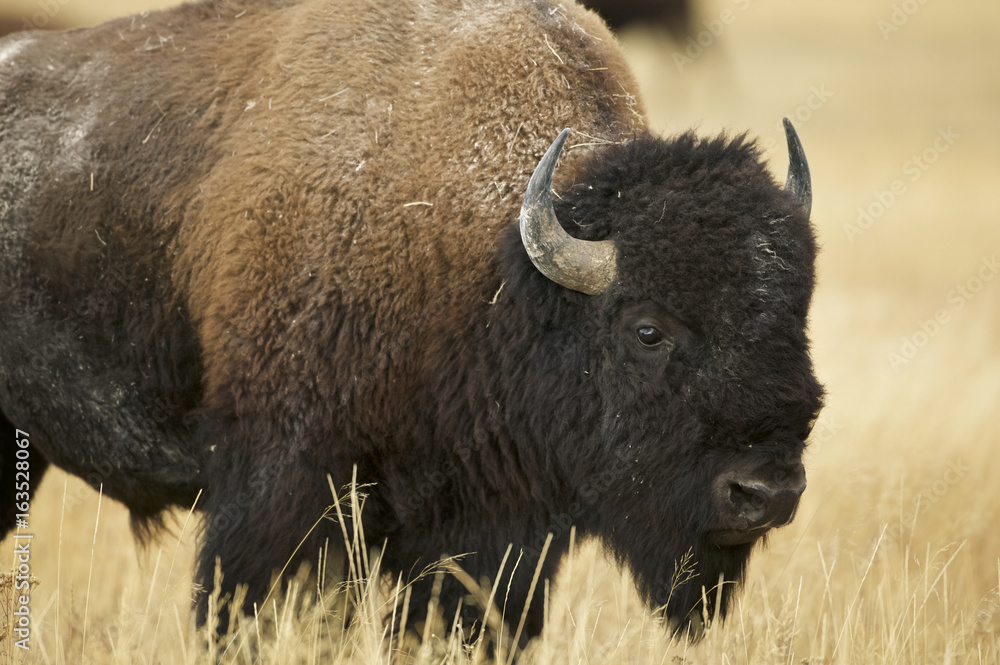 American Bison (Bison bison) Grand Teton & Yellowstone NPs, Wyoming, USA American Bison (Bison bison) Grand Teton & Yellowstone NPs, Wyoming, USA