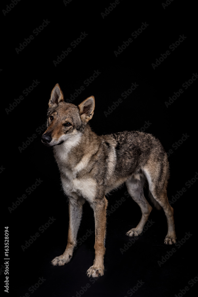 Fototapeta premium wolf dog on the black background