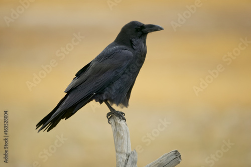 Common Raven (Corvus corax) Yellowstone NP, Wyoming, USA