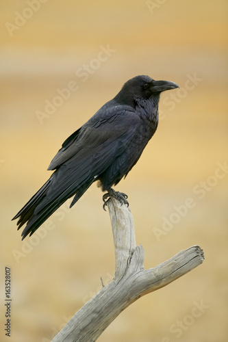 Common Raven (Corvus corax) Yellowstone NP, Wyoming, USA