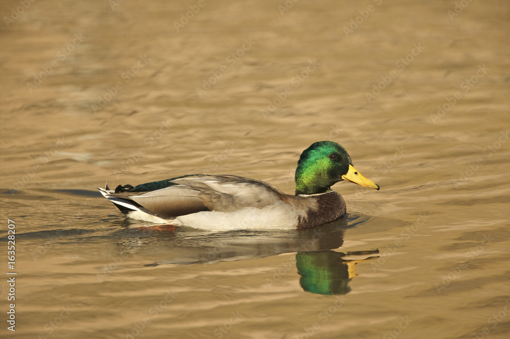 Obraz premium Mallard (Anas platyrhyncos)