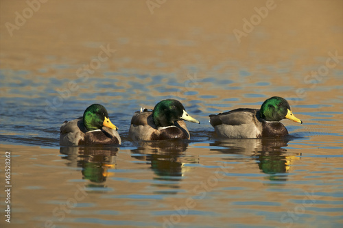 Mallard (Anas platyrhyncos) photo