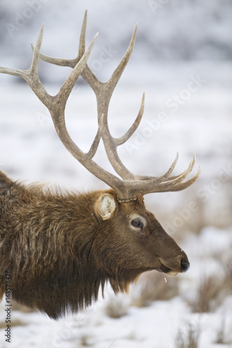 Elk - a.k.a. Wapiti deer - (Cervus canadensis), National Elk Refuge, Flat Creek, Grand Teton NP, Wyoming, USA © Enrique