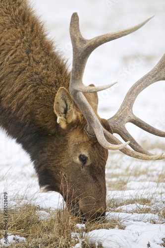 Elk - a.k.a. Wapiti deer - (Cervus canadensis), National Elk Refuge, Flat Creek, Grand Teton NP, Wyoming, USA