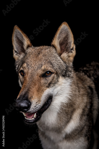 wolf dog on the black background © sangyeon