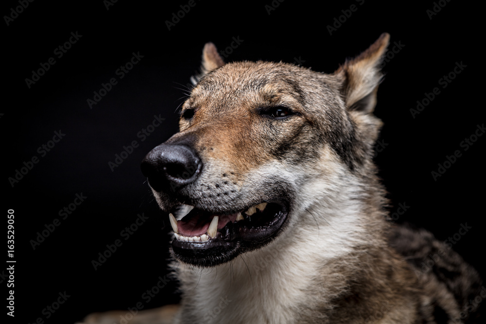 wolf dog on the black background
