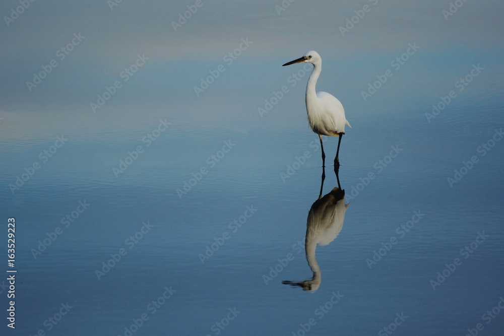 Little egret reflected in the water of Seaton Wetlands, Devon Little egret reflected in the water of Seaton Wetlands, Devon