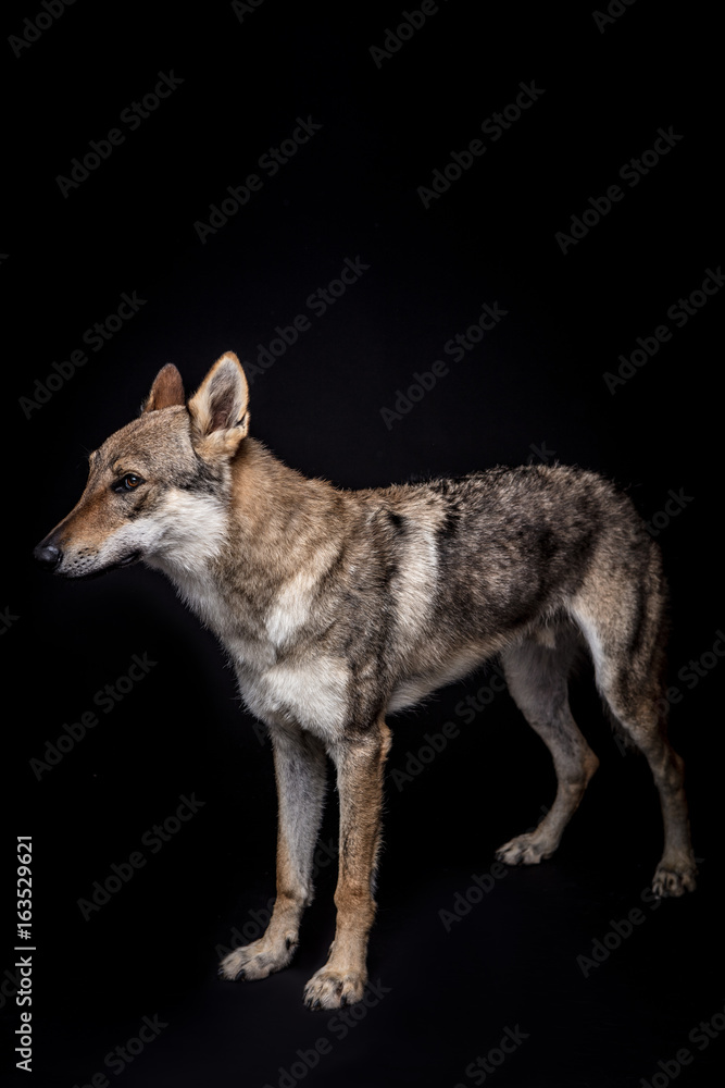 Fototapeta premium wolf dog on the black background