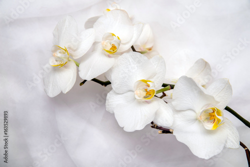 Fototapeta Naklejka Na Ścianę i Meble -  The branch of white orchids on white fabric background