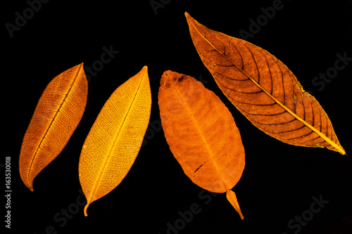 Transparent red leaves with isolated black background for medical conceptual and text adding commercial
