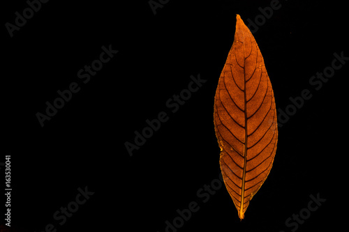 Transparent red leaves with isolated black background for medical conceptual and text adding commercial