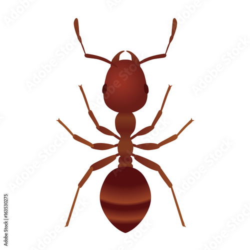 fire ant.