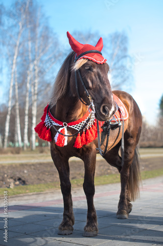 A horse in red clothes