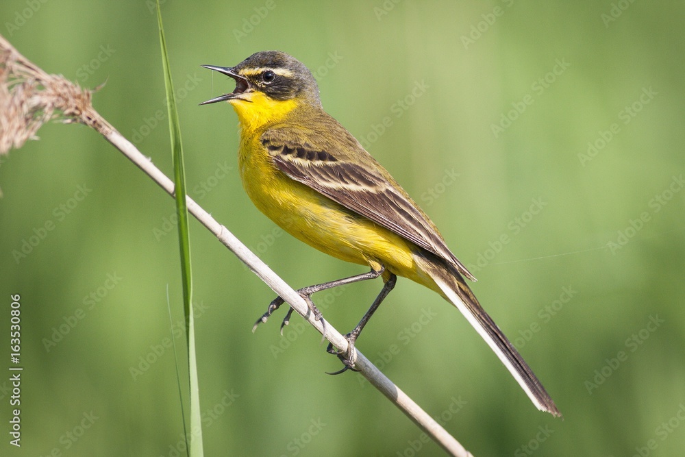 Fototapeta premium Yellow wagtail