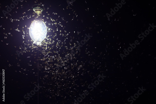 Moths flying around purple light bulbs.  