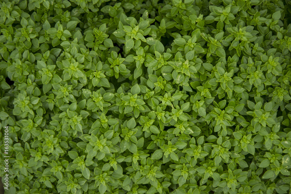 Obraz premium basil texture, ocimum basilicum