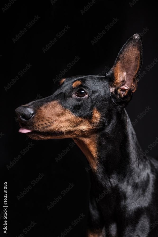 Dobermann Pinscher on the black background