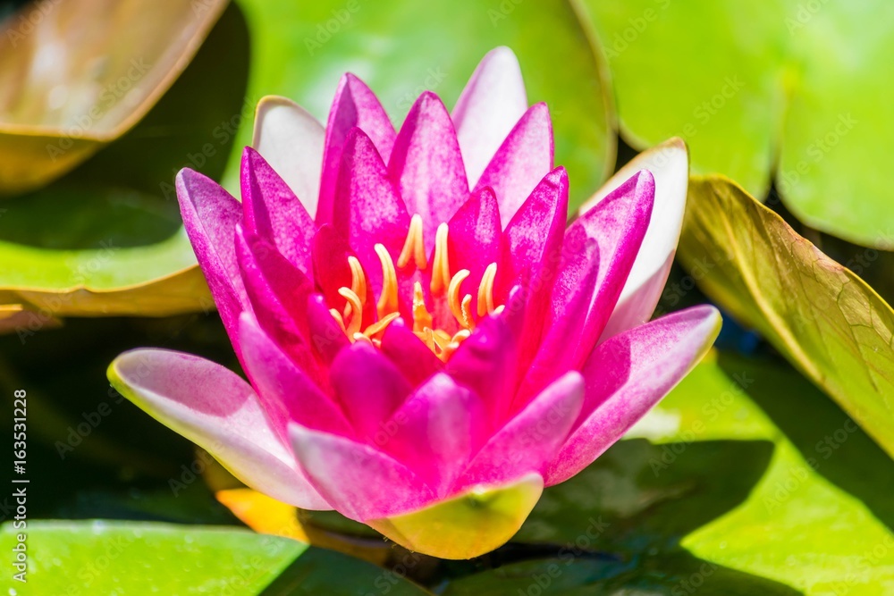 Lotus. Lotus.