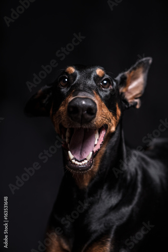Dobermann Pinscher on the black background