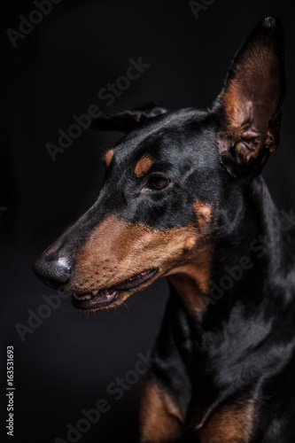 Dobermann Pinscher on the black background