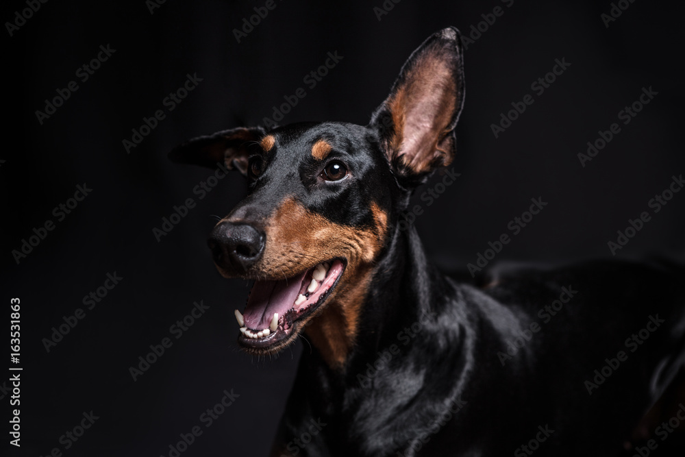 Dobermann Pinscher on the black background Dobermann Pinscher on the black background