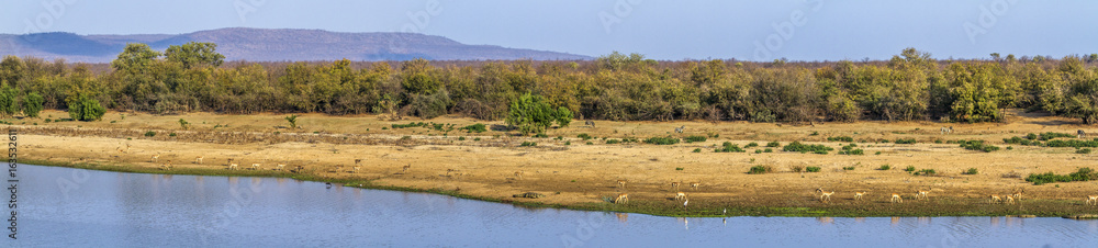 Landscape with antelopes in Kruger National park, South Africa