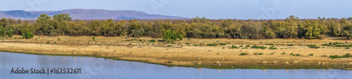 Landscape with antelopes in Kruger National park, South Africa