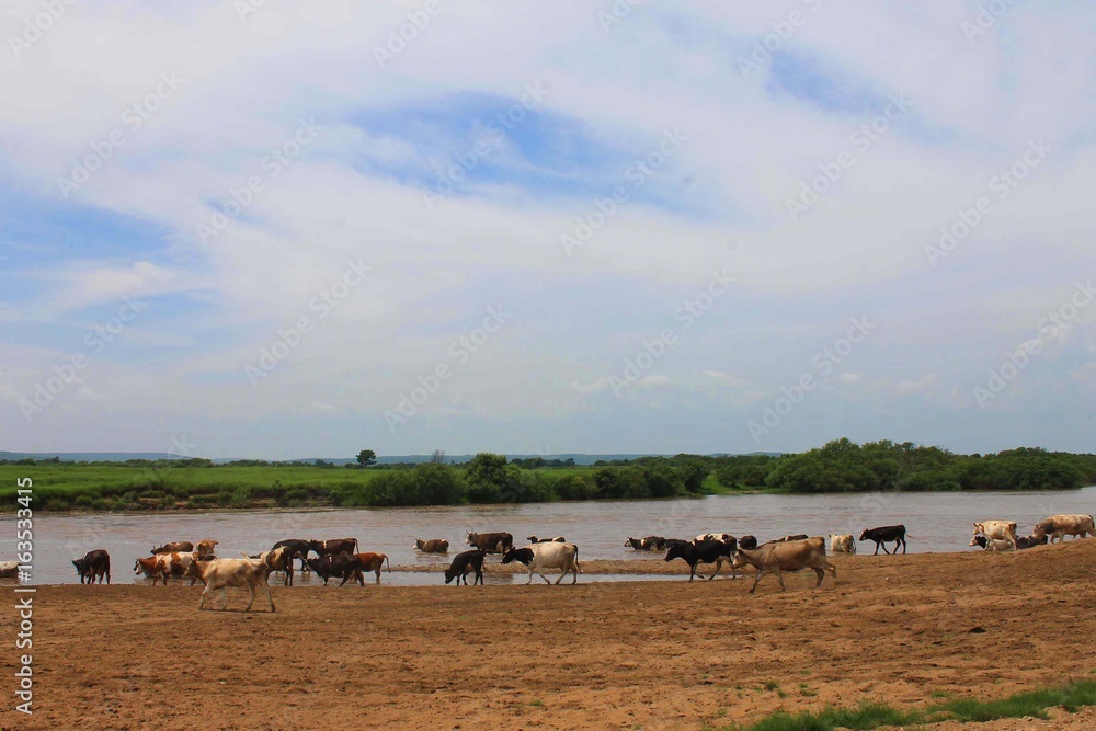 Obraz premium A herd of cows grazes