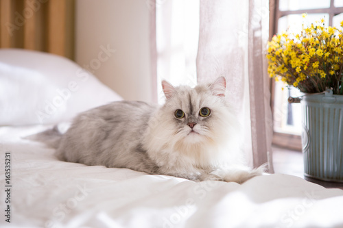 Persian on the bed