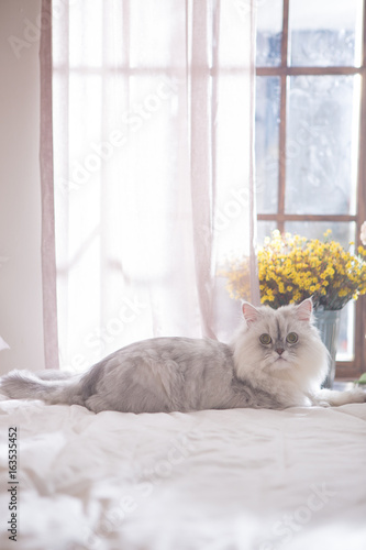 Persian on the bed