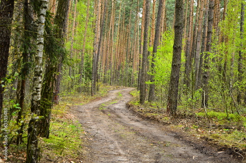 Droga w lesie zakręca za drzewami