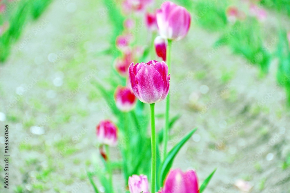 White Cerise (pink) tulips / White Cerise (red cherry) tulips in Kamiyubetsu Tulip Park in Hokkaido, Japan White Cerise (pink) tulips / White Cerise (red cherry) tulips in Kamiyubetsu Tulip Park in Hokkaido, Japan