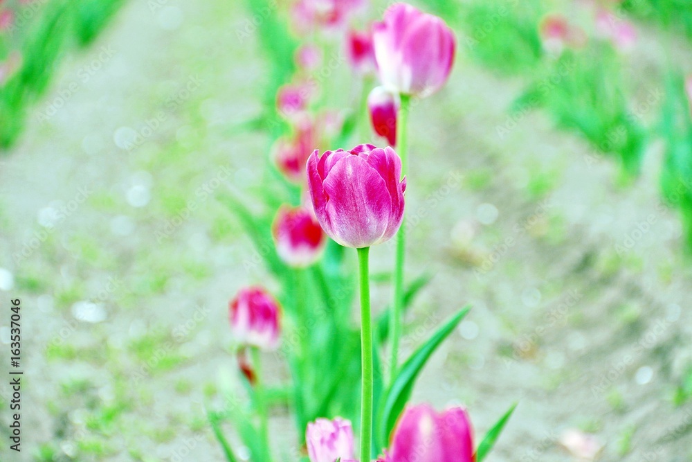 White Cerise (pink) tulips / White Cerise (red cherry) tulips in Kamiyubetsu Tulip Park in Hokkaido, Japan