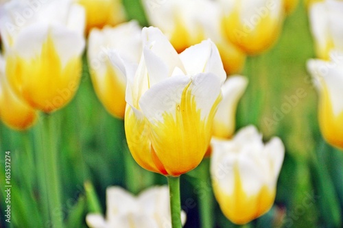 White Yellow Tulips   White yellow tulips in Kamiyubetsu Tulip Park in Hokkaido  Japan