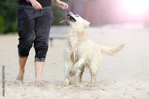 dog is played with a stick on the beach