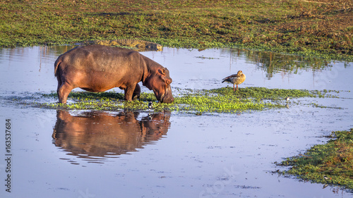Hippopotamus in Kruger National park, South Africa © PACO COMO