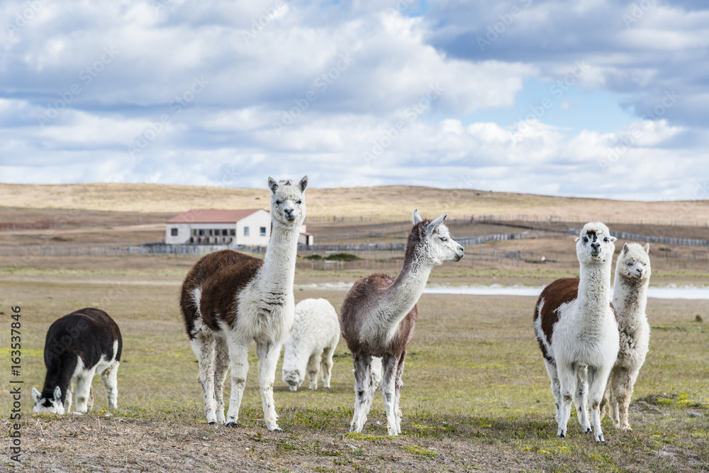Obraz premium Llamas on the farm. Patagonia