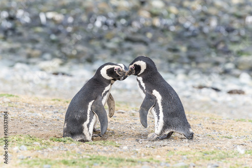 Magellanic penguins on Magdalena island, Chile, South America