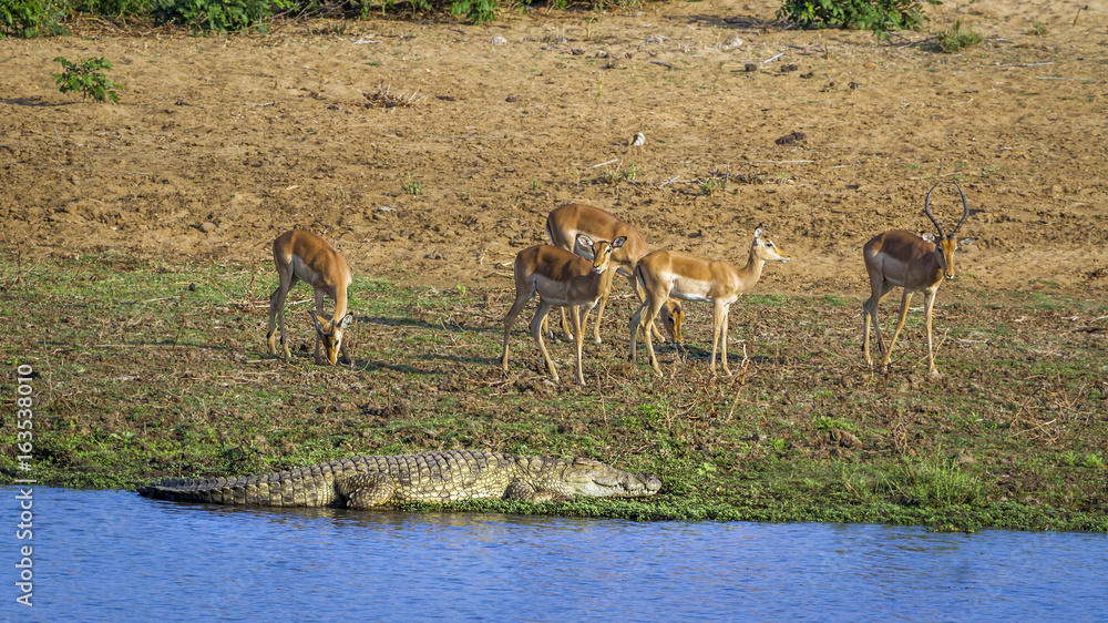 Nile crocodile and impala in Kruger National park, South Africa Nile crocodile and impala in Kruger National park, South Africa