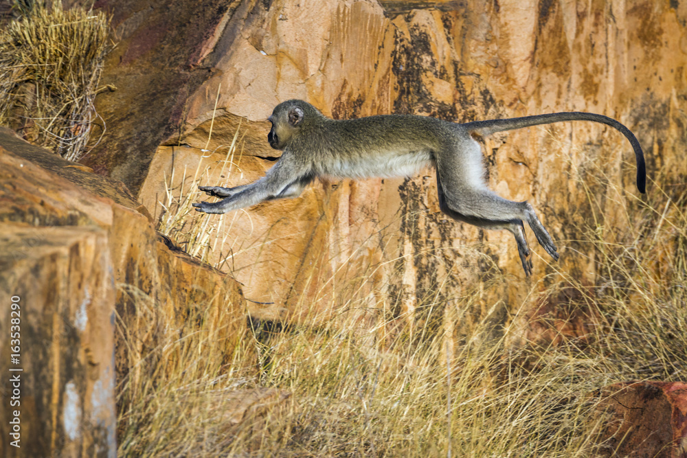 Fototapeta premium Vervet monkey in Kruger National park, South Africa