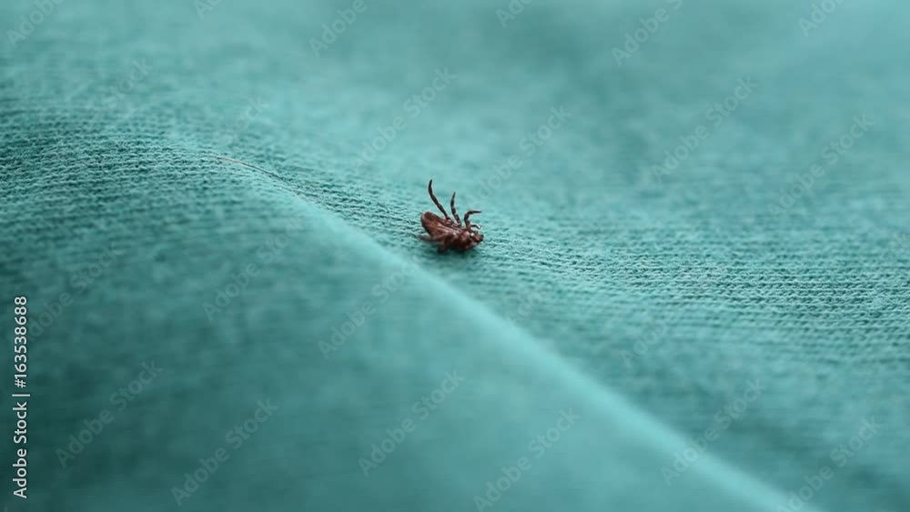 Dermacentor. Hard tick lies on its back upside down on green cloth background, turns over, and crawls Dermacentor. Hard tick lies on its back upside down on green cloth background, turns over, and crawls