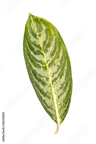 Aglaonema or phetmontree leaf isolate on white background with clipping path.Green and white leaf.