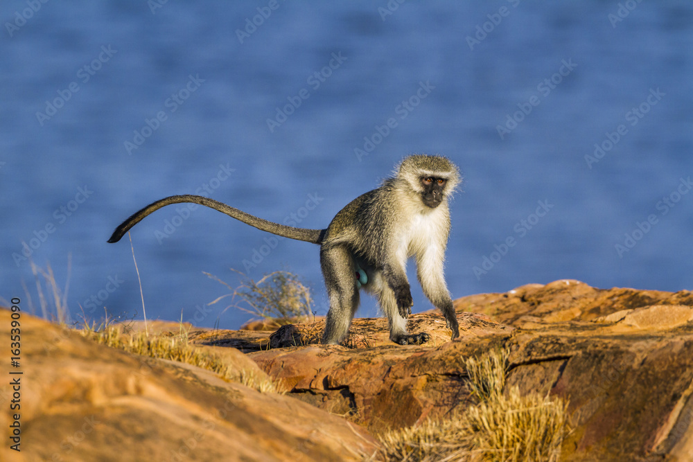 Fototapeta premium Vervet monkey in Kruger National park, South Africa